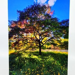 Original Art Photograph: "Abundant Tree" by Butterfly Rising Designs